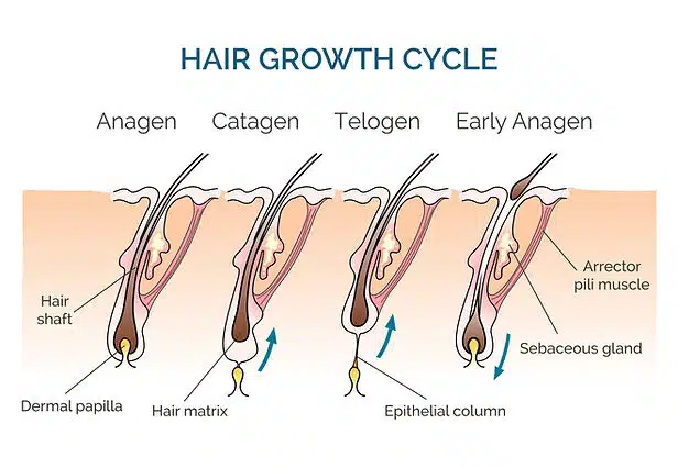 Organic rosemarry hair growth shampoo | Hair N Care - Image 4